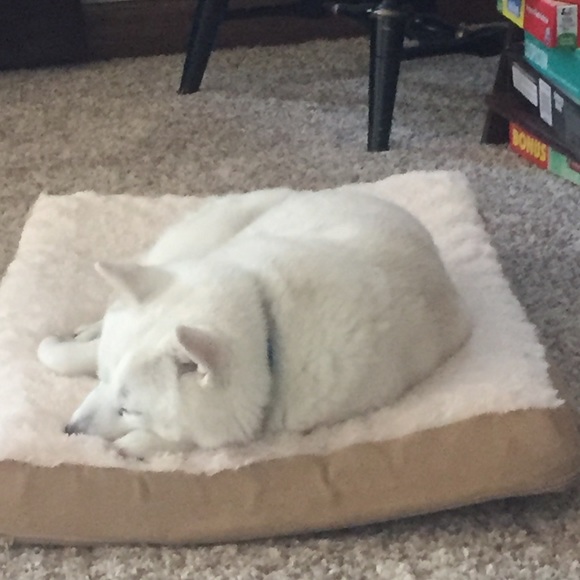 Meet your Posher, Chloe - Picture 1 of 1